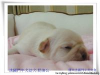  法國鬥牛犬.幼犬買賣.種公徵配  _圖片(2)