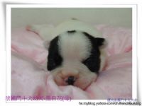  法國鬥牛犬.幼犬買賣.種公徵配  _圖片(3)