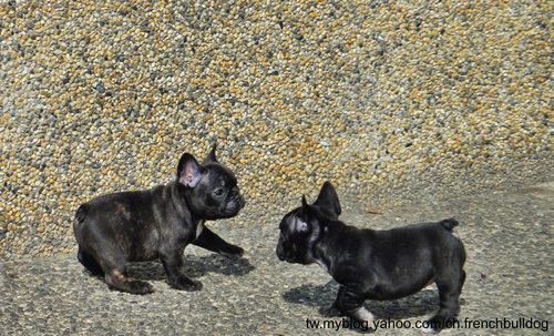 優質法國鬥牛犬幼犬出售 - 20110505163514_847372234.jpg(圖)
