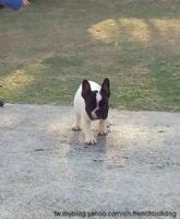 優質法國鬥牛犬幼犬出售_圖片(3)