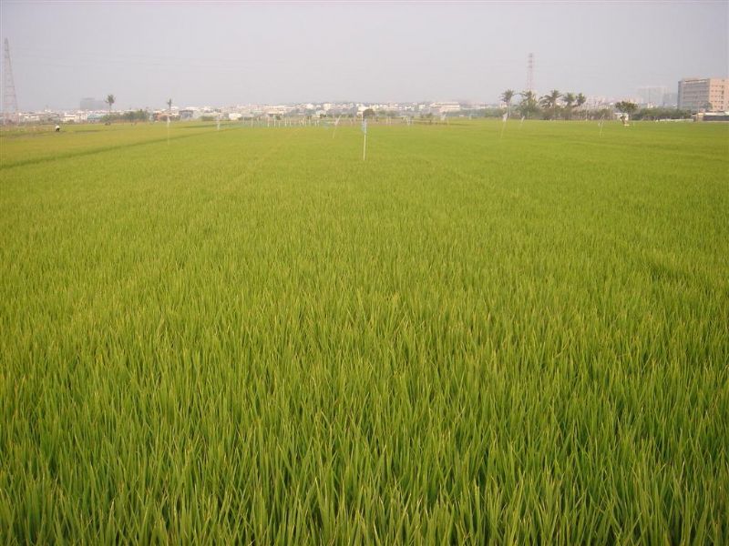 高雄大學農地 - 20110411202216_526047937.JPG(圖)