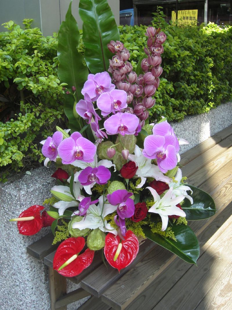  桃園蝴蝶蘭~綠坊園藝~蕙質蘭心[gfp020] - 20110221192557_120157055.JPG(圖)