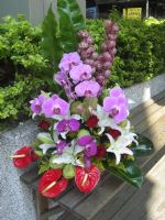  桃園蝴蝶蘭~綠坊園藝~蕙質蘭心[gfp020]_圖片(1)