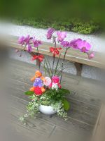  桃園蝴蝶蘭~綠坊園藝~蕙質蘭心[gfp020]_圖片(2)