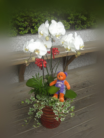 推薦 桃園縣花店 中壢市花店 桃園市花店 中壢花坊 花束 藝術花籃 盆景 盆栽 蝴蝶蘭 蘭花 盆花 - 20110615190526_139319929.jpg(圖)