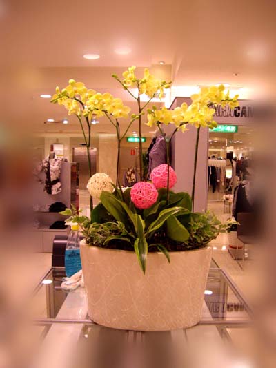 桃園縣花店 - 20110618175131_394436826.jpg(圖)