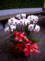 桃園縣花店_圖片(3)