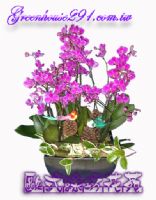 桃園優質花店推薦~歐式綠坊花苑_圖片(3)