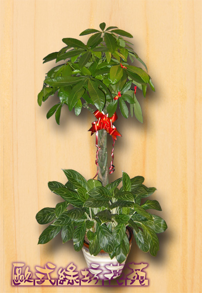 桃園優質花店推薦~歐式綠坊花苑 - 20111029192818_889721742.jpg(圖)