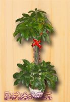 桃園優質花店推薦~歐式綠坊花苑_圖片(4)