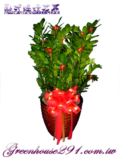 楊梅花店~歐式綠坊花苑~楊梅市花店.楊梅埔心花店.楊梅富岡花店.楊梅幼獅工業區花店 - 20111029194019_890206094.jpg(圖)