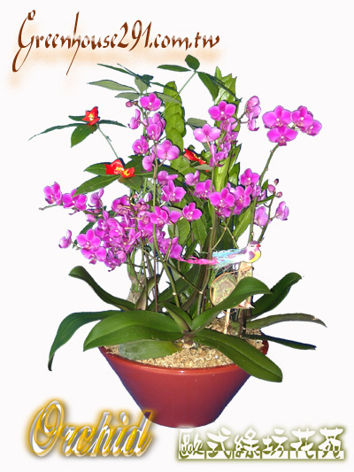 楊梅花店~歐式綠坊花苑~楊梅市花店.楊梅埔心花店.楊梅富岡花店.楊梅幼獅工業區花店 - 20111029194019_890232734.jpg(圖)