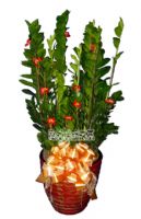 龍潭花店~歐式綠坊花苑~龍潭鄉花店_圖片(2)