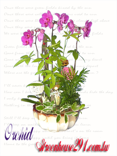 大溪花店~歐式綠坊花苑~大溪鎮花店 - 20121116120422_40642045.jpg(圖)