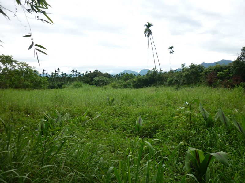 嘉義縣中埔鄉 超俗平坦農地 0988-876-696 賴先生 - 20130611114854_923496125.JPG(圖)