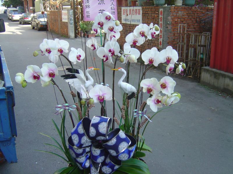 員林蘭花 大村花店 社頭花店 埔心盆景永靖盆栽 田尾罐頭塔 田中花環 北斗花苑 - 20110314211706_110487640.JPG(圖)