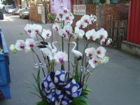 員林蘭花 大村花店 社頭花店 埔心盆景永靖盆栽 田尾罐頭塔 田中花環 北斗花苑_圖片(3)