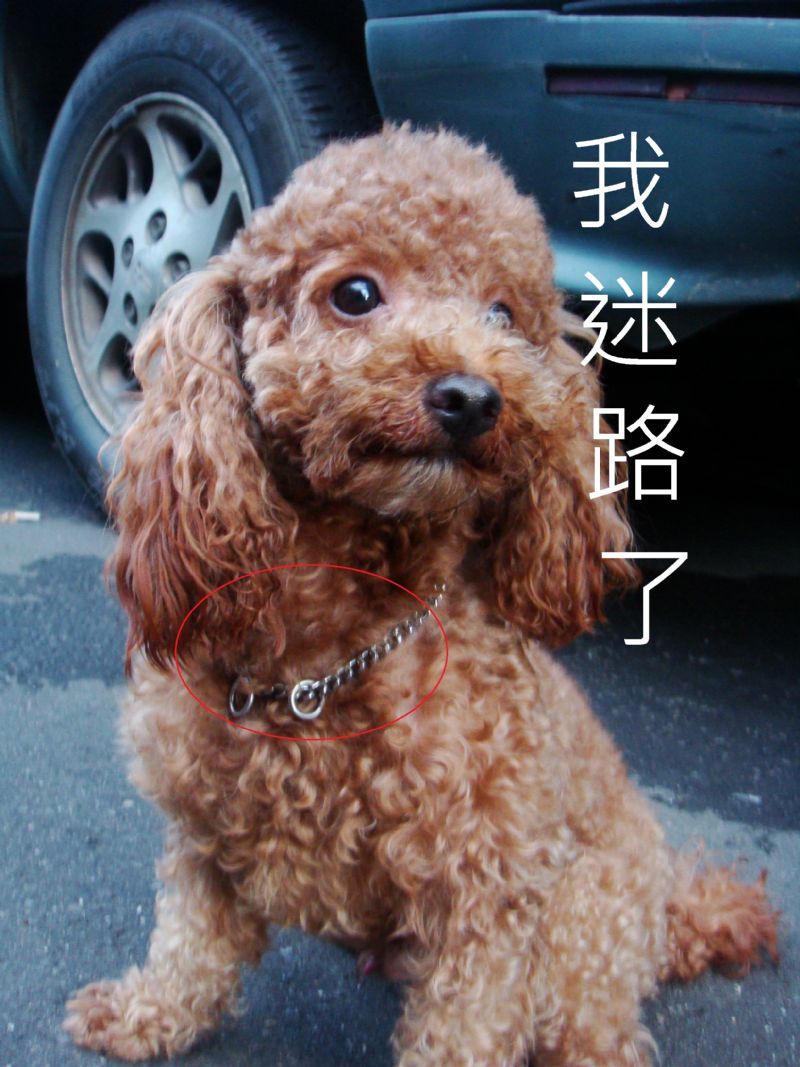 我叫water，請幫我找回家的路-紅貴賓。2011/04/09新莊走失，拜託大家。 - 20110416231955_976354779.JPG(圖)