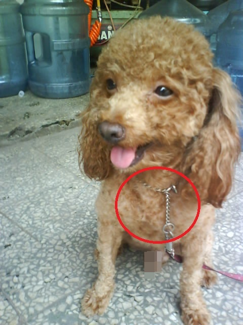 我叫water，請幫我找回家的路-紅貴賓。2011/04/09新莊走失，拜託大家。 - 20110416231955_976387122.JPG(圖)