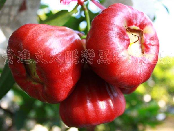 即日預購蓮霧禮盒享95折優惠,蓮霧王黃進文大鵬灣黑珍珠蓮霧 - 20111222005612_488478696.jpg(圖)