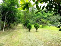 六龜農地(新威社區)悠閒樂活有機園地_圖片(3)