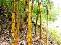 六龜農地(新威社區)悠閒樂活有機園地_圖片(4)