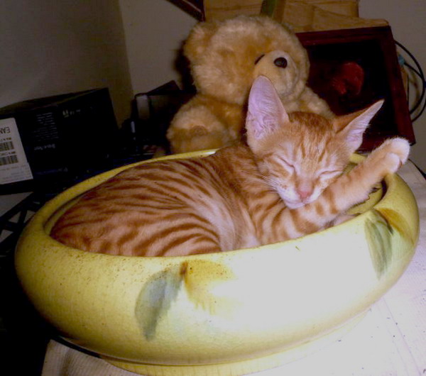 貓咪寄宿中長期 ～～ 愛貓褓姆 - 20111226145352-38897500.jpg(圖)