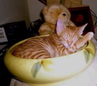 貓咪寄宿中長期 ～～ 愛貓褓姆_圖片(1)