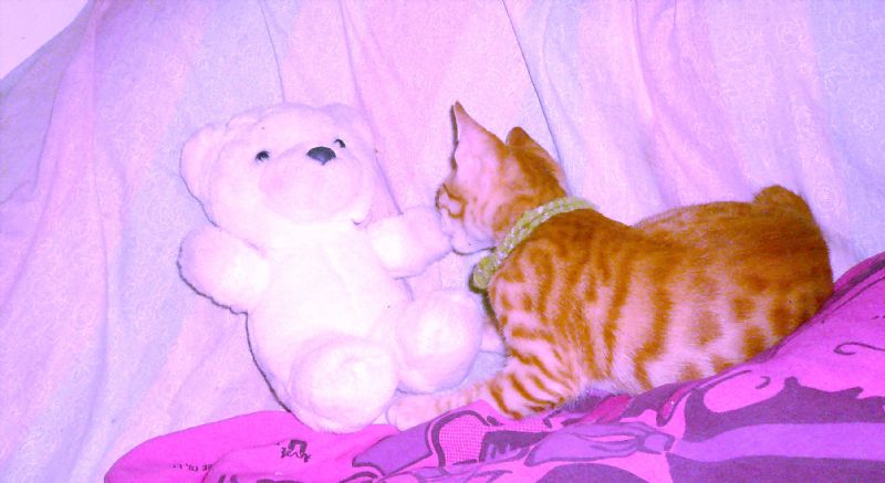 貓咪寄宿中長期 ～～ 愛貓褓姆 - 20111226145352-38952781.jpg(圖)