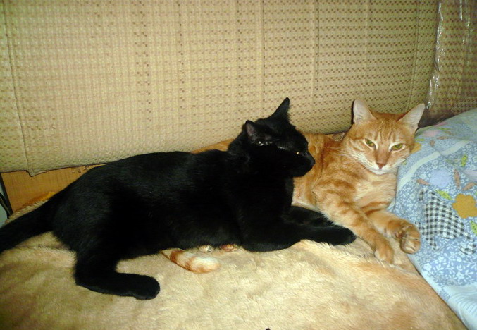 貓咪寄宿中長期 ～～ 愛貓褓姆 - 20111226145352-39064625.jpg(圖)