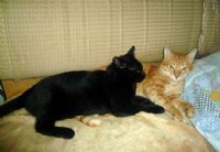 貓咪寄宿中長期 ～～ 愛貓褓姆_圖片(3)