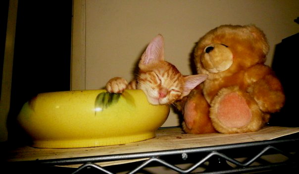 貓咪寄宿中長期 ～～ 愛貓褓姆 - 20111226145352-39103531.jpg(圖)