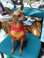 迷你杜賓徵女朋友_圖片(1)