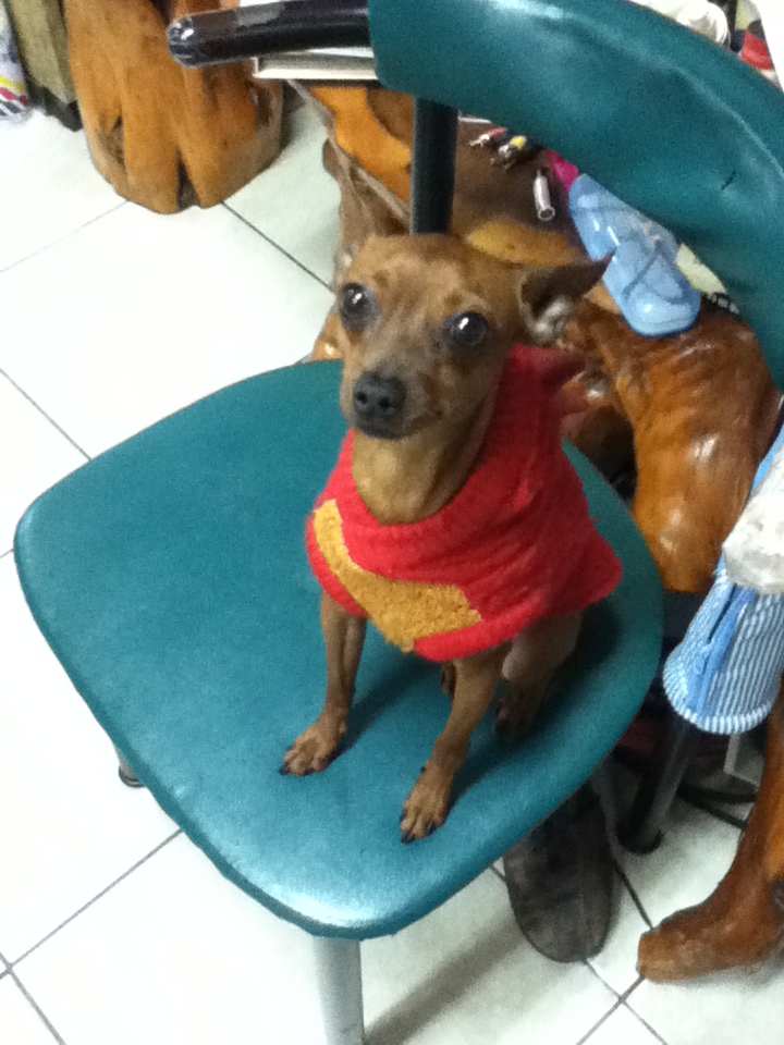 迷你杜賓徵女朋友 - 20120107212918_944988752.jpg(圖)