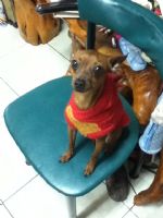 迷你杜賓徵女朋友_圖片(2)