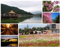 南投埔里春暖花開賞櫻泡湯趣~埔里鯉魚潭畔、南投暨大賞櫻季登場_圖片(1)