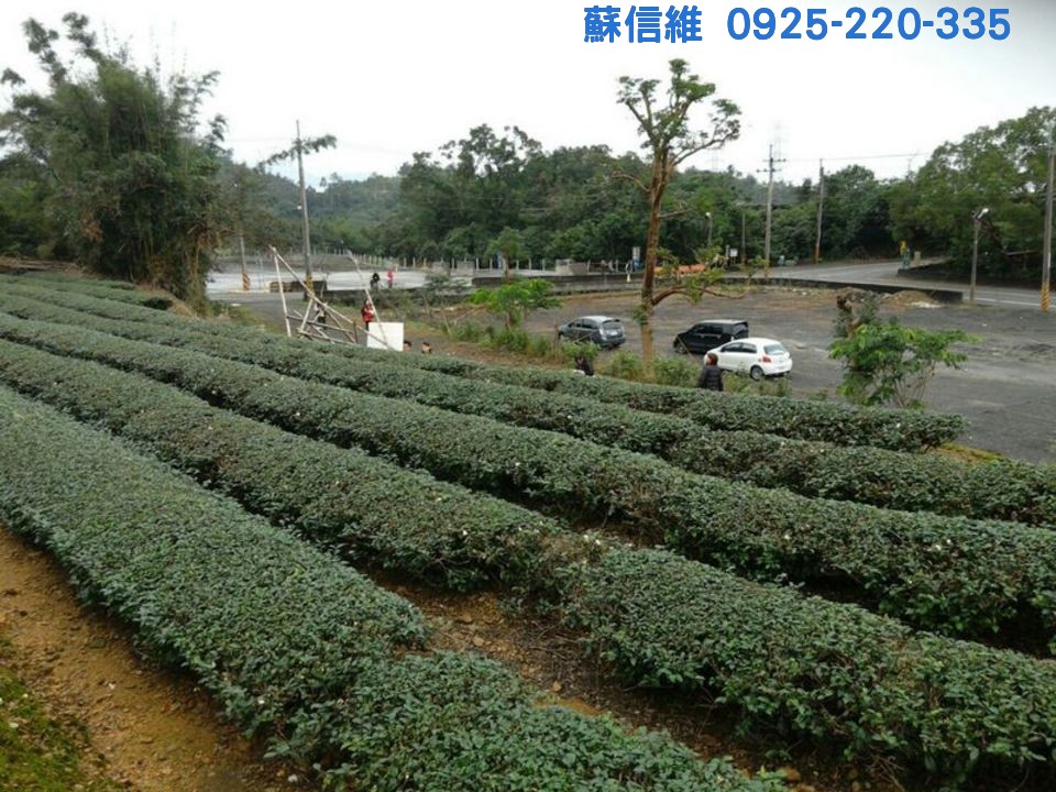 (記錄)現收成美茶園(冬山鄉農地) - 20120503200150-455558612.jpg(圖)