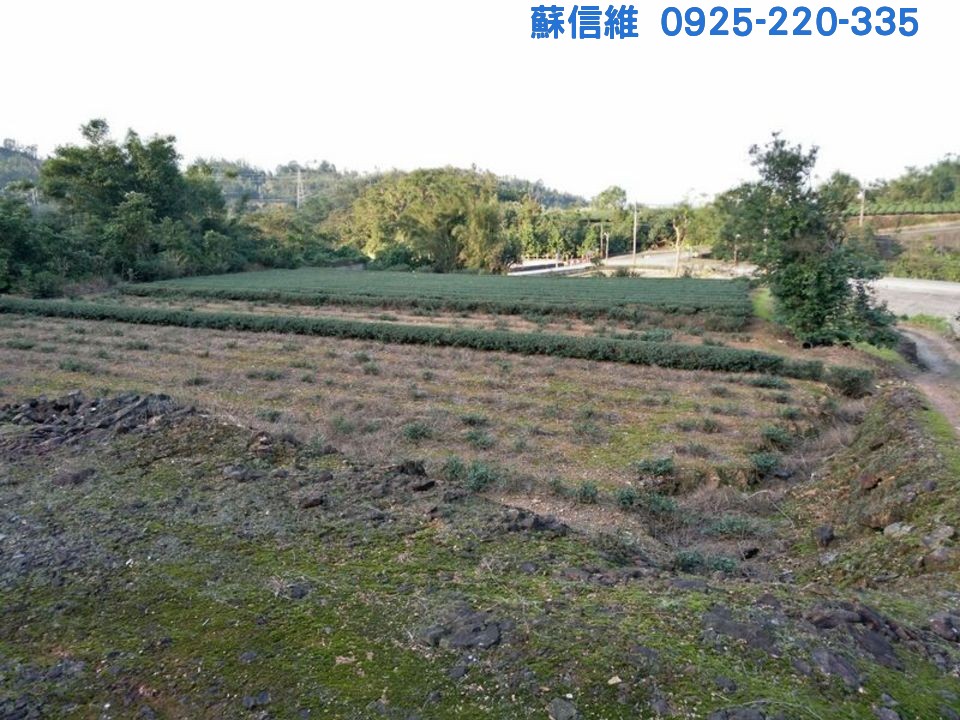 (記錄)現收成美茶園(冬山鄉農地) - 20120503200150-455567847.jpg(圖)