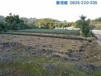(記錄)現收成美茶園(冬山鄉農地)_圖片(2)