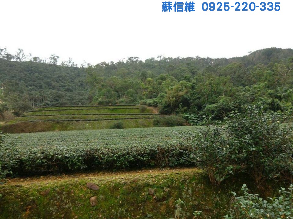 (記錄)現收成美茶園(冬山鄉農地) - 20120503200150-455577893.jpg(圖)