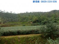 (記錄)現收成美茶園(冬山鄉農地)_圖片(3)