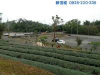 (記錄)現收成美茶園(冬山鄉農地)_圖片(4)