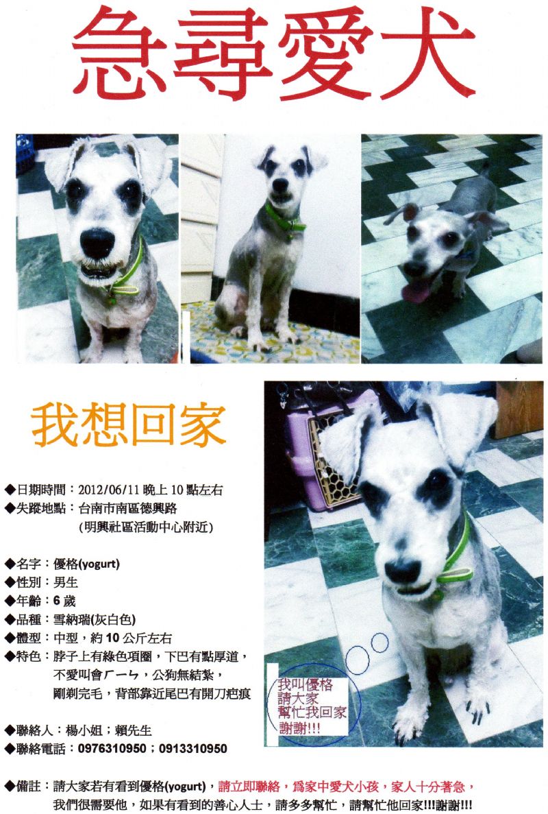 101/06/11晚上10點左右~台南市德興路~遺失雪納瑞弟弟~麻煩大家協尋~ - 20120618103940_987296312.jpg(圖)