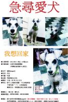 101/06/11晚上10點左右~台南市德興路~遺失雪納瑞弟弟~麻煩大家協尋~_圖片(1)