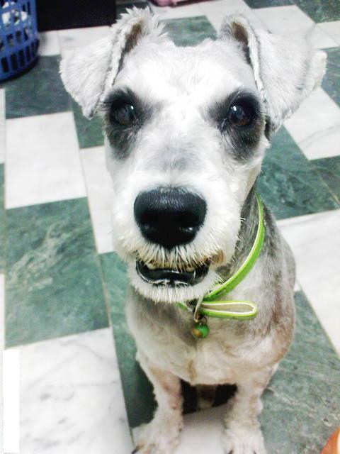 101/06/11晚上10點左右~台南市德興路~遺失雪納瑞弟弟~麻煩大家協尋~ - 20120618103940_987335125.jpg(圖)