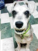 101/06/11晚上10點左右~台南市德興路~遺失雪納瑞弟弟~麻煩大家協尋~_圖片(2)