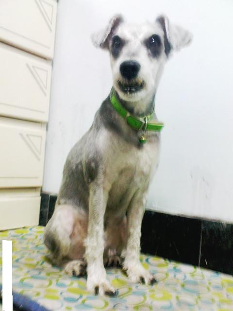 101/06/11晚上10點左右~台南市德興路~遺失雪納瑞弟弟~麻煩大家協尋~ - 20120618103940_987361781.jpg(圖)