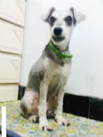 101/06/11晚上10點左右~台南市德興路~遺失雪納瑞弟弟~麻煩大家協尋~_圖片(3)