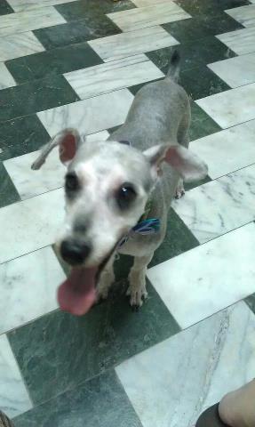 101/06/11晚上10點左右~台南市德興路~遺失雪納瑞弟弟~麻煩大家協尋~ - 20120618103940_987371281.jpg(圖)