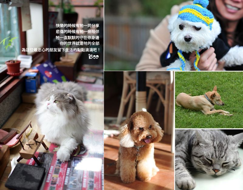 寵物紀念相片書，A5平裝隨身本 32頁 699元!! 參加寵物聚會時輕鬆攜帶好分享!!! - 20120621114145_264116916.jpg(圖)